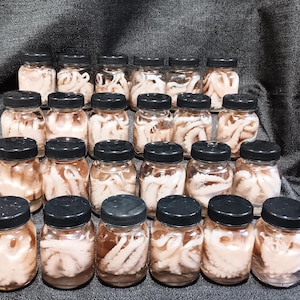 Small Wet Specimen Octopus