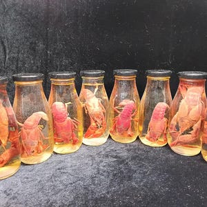 May include: A row of seven glass bottles, each containing a preserved red crawfish. The bottles have black lids and are filled with a yellow liquid. The crawfish are a vibrant red color, and the bottles are arranged in a line.