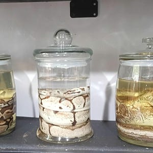 May include: Three clear glass jars with lids, each containing a preserved snake submerged in liquid. The snakes exhibit brown and cream patterned scales. A white ruler is visible on the right, showing measurements in inches.