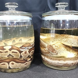 May include: Two clear glass jars with lids, each containing a preserved snake submerged in liquid. The snake on the left has a brown and tan patterned skin, while the snake on the right displays a lighter, tan and beige scaled texture.