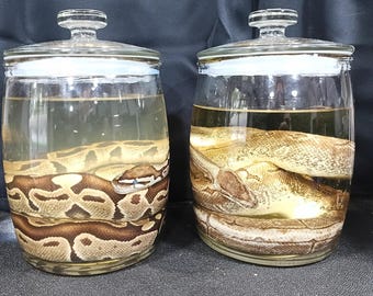 Wet Specimen Snake