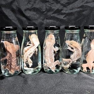 May include: Six clear glass bottles with black lids, each containing a preserved lizard. The lizards vary in color from light tan to dark brown. The bottles are arranged in a row against a dark background.