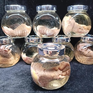 May include: A collection of glass jars with silver lids, each containing a preserved reptile specimen. The specimens appear to be a type of lizard or small reptile, with visible scales and coloration. The jars are filled with a clear liquid.