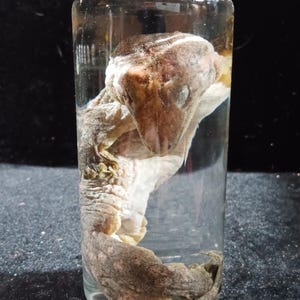 May include: A preserved gecko in a clear glass jar with a black lid. The gecko is a mix of brown and gray tones, with visible scales and a detailed texture. The jar is filled with a clear liquid, and the background is dark.