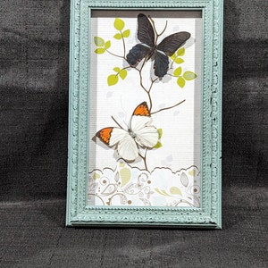 2 Real Butterflies Decoration in a Blue Shadowbox