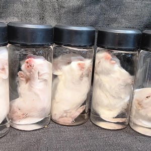 Guinea Pig Baby Wet Specimen