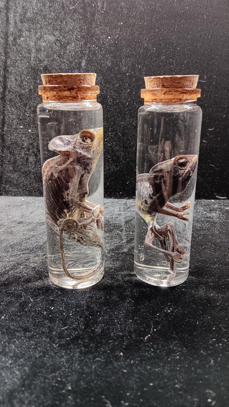 Chameleon Wet Specimen