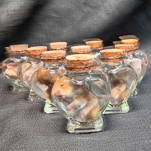 May include: A collection of heart-shaped glass bottles, each sealed with a cork stopper. Inside each bottle is a small, preserved hamster. The hamsters have brown and tan fur.