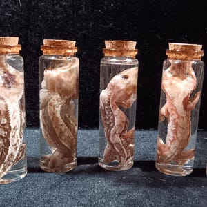 May include: Five glass vials with cork stoppers, each containing a preserved reptile specimen. The specimens vary in color, ranging from light tan to reddish-brown. The vials are arranged in a row against a dark background.