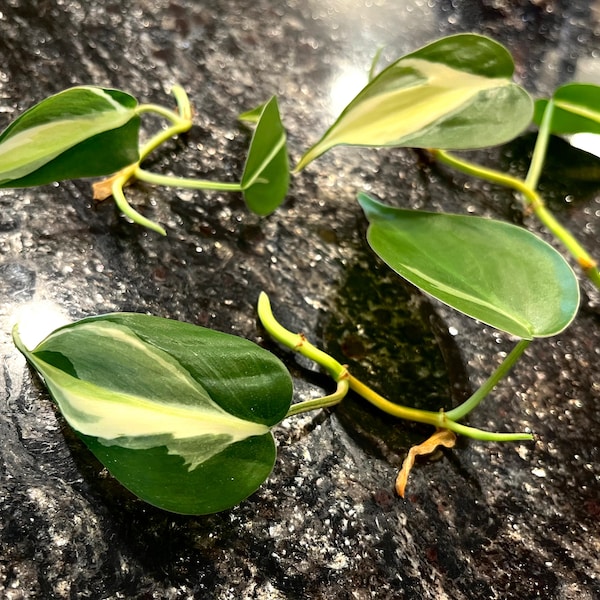 3 Philodendron Hederaceum Rio (Cream Splash, Gabby, Rare Silver Stripes) unRooted Cuttings