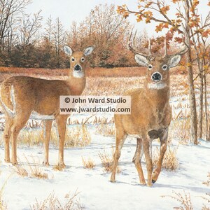 Curiosity Deer Art Print by John L. Ward, Deer Wall Hanging, Deer Wall Art, Deer Wildlife Art, Deer Hunting Art, Buck Deer Art Print