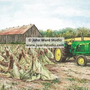 May include: A green tractor is parked in a field of tobacco leaves. The leaves are drying in the sun and are covered in a white cloth. A wooden barn is in the background.