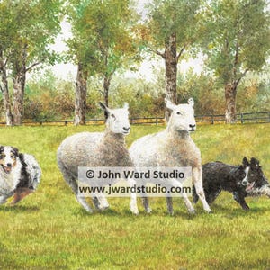 Border Collies Herding Sheep Print by John L. Ward, Border Collie Art Print, Sheep Herding Art, Border Collie Wall Decor, Dog Art Print