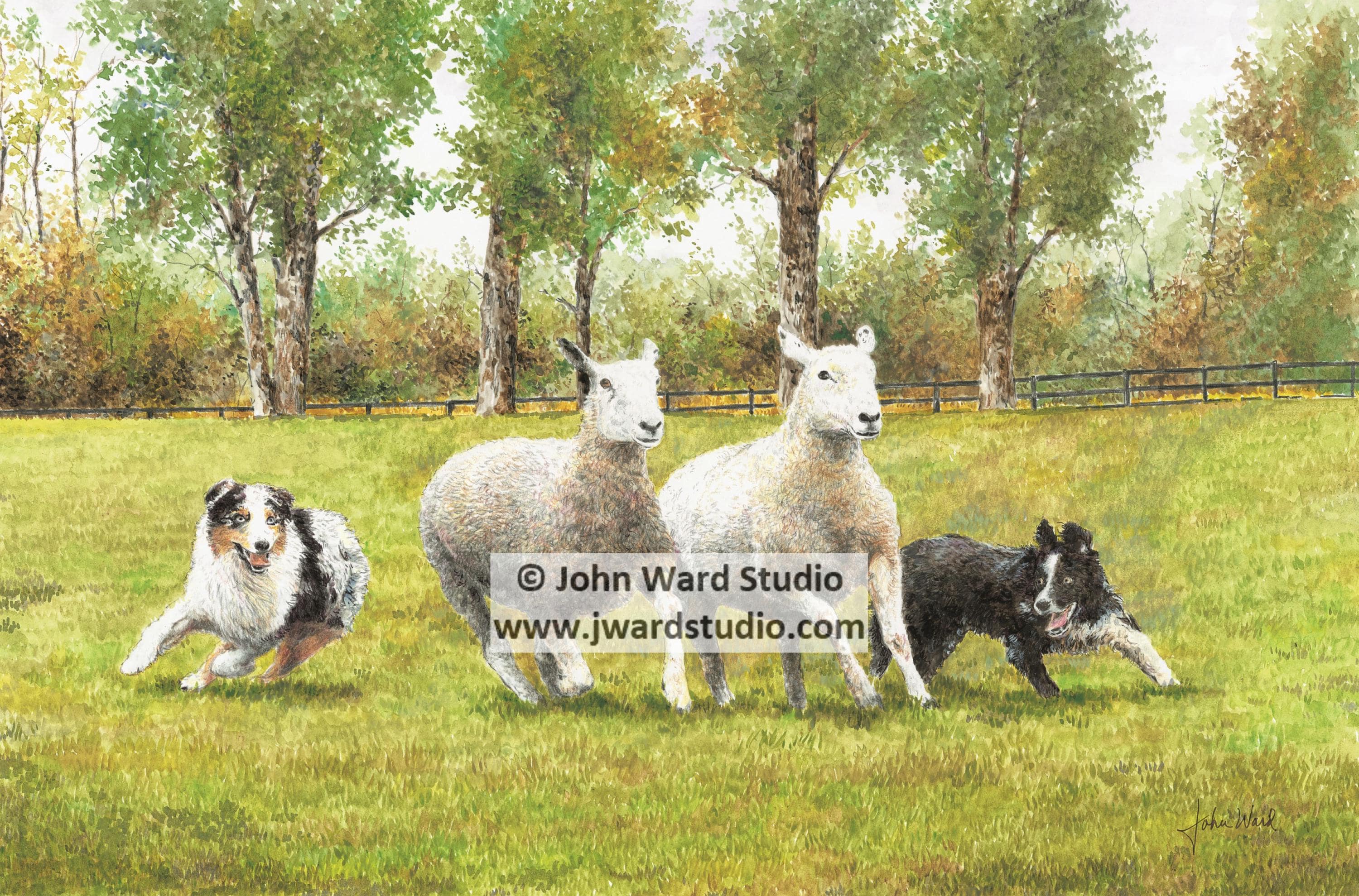 Border Collies Herding Sheep Print by John Ward, Border Collie