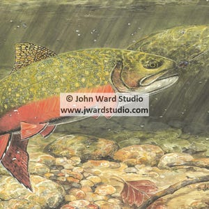 Brook Trout Print by John L. Ward, Brook Trout Art Print, Fishing Decor, Brook Trout Wall Decor, Fisherman Gift, Father&#39;s Day Gift