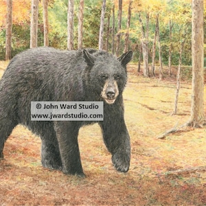 Strolling Black Bear Art Print by John L. Ward, Black Bear Art, Bear Wall Hanging, Bear Wildlife Wall Decor, Black Bear Home Decor