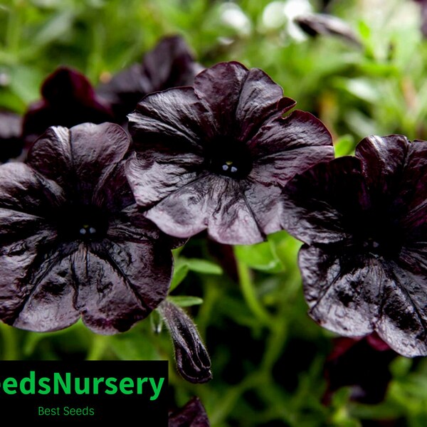 Black Petunia Seeds - Etsy