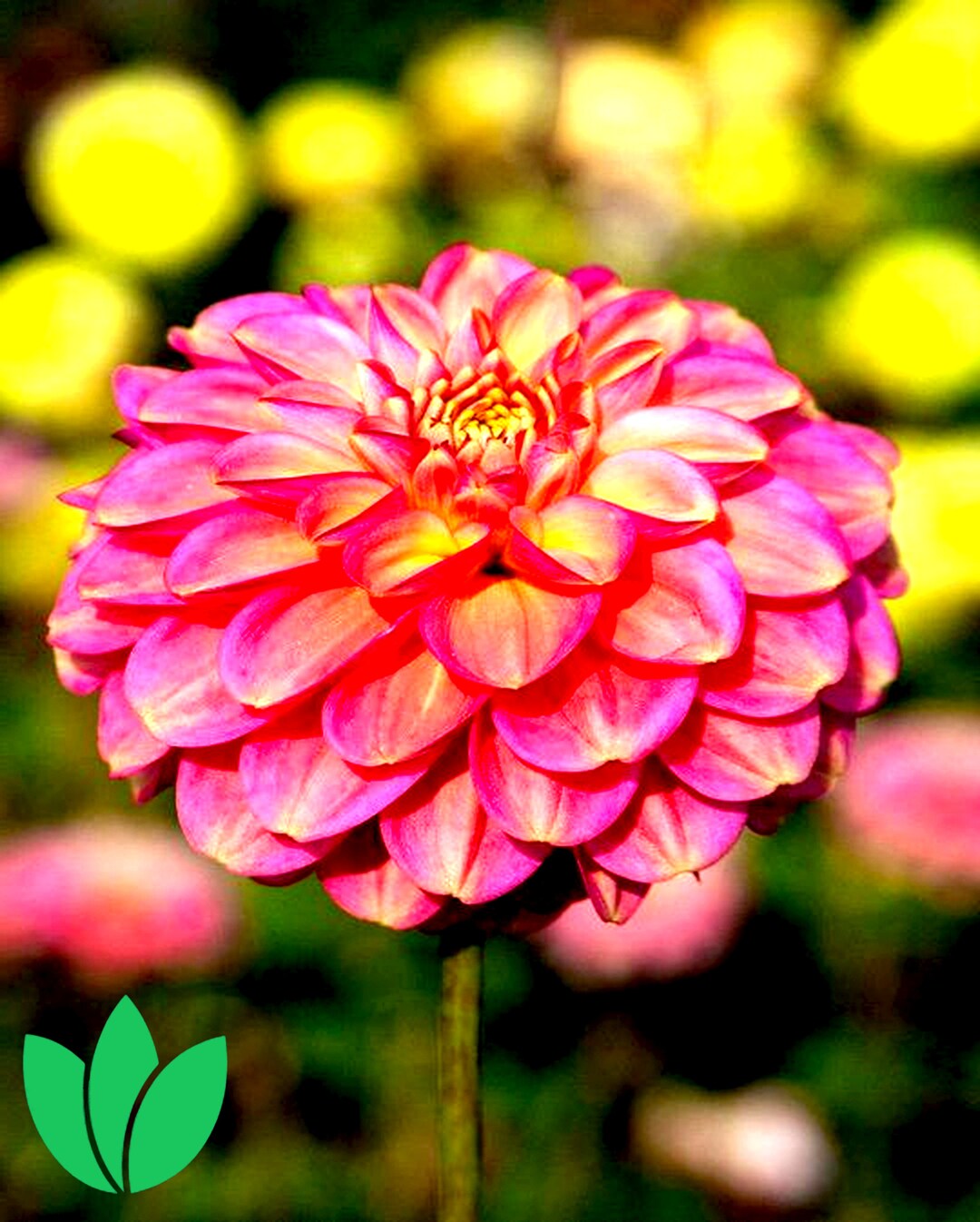 Dahlia Milena Fleur 2 Tubers PREORDER - Etsy