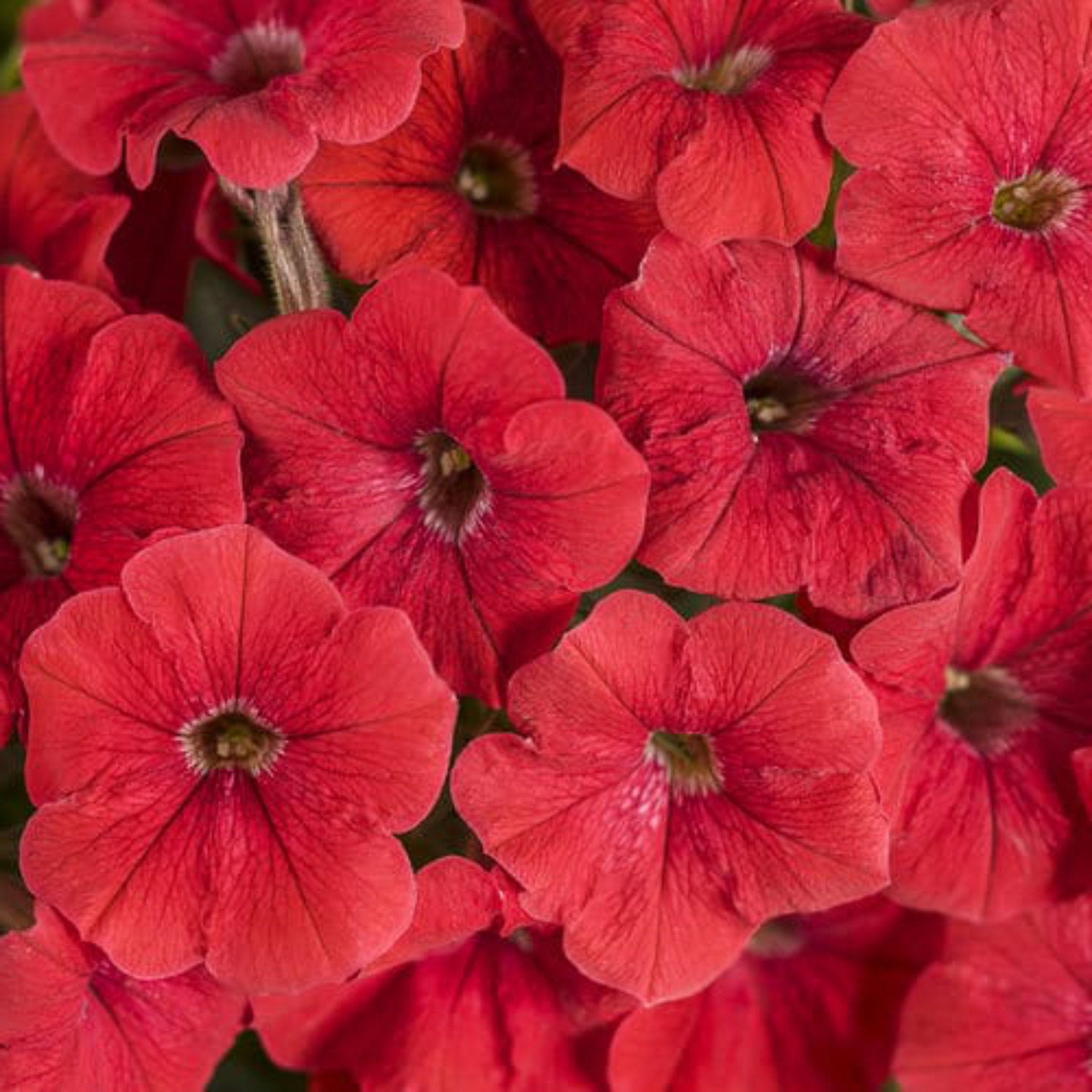 Petunia Hybrid Supertunia Proven Winners 600 Pcs Seeds Etsy