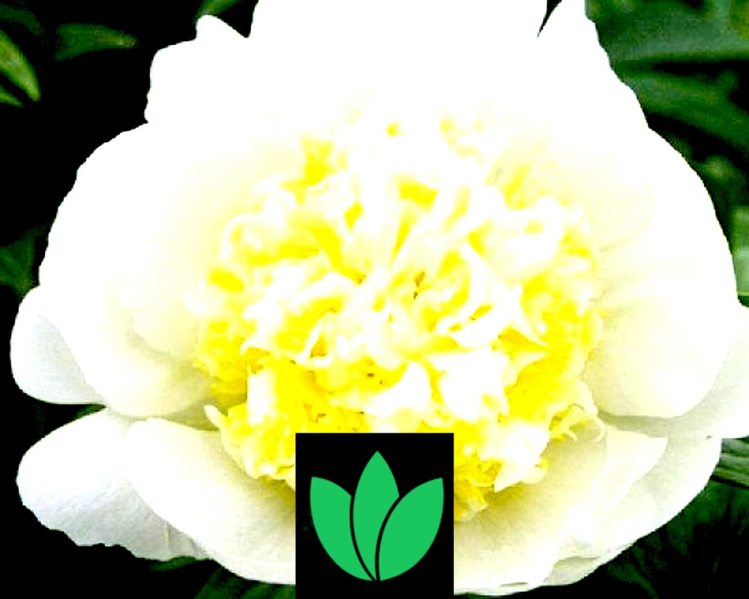 Peony White Sands Bareroot 3/5 Eye Etsy