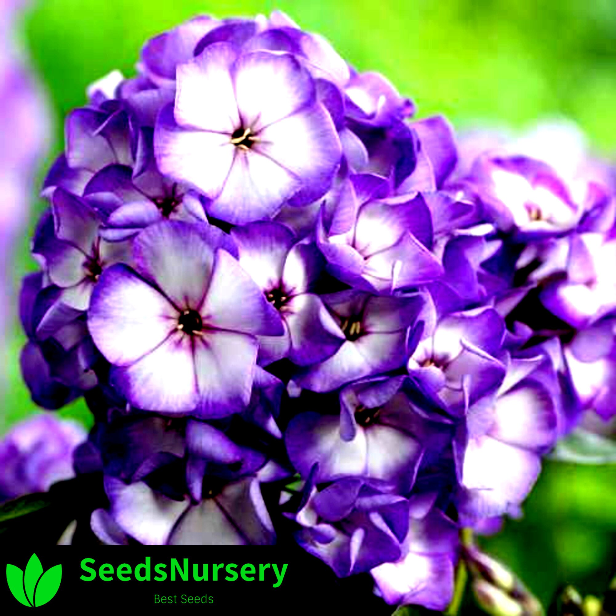 Image of Sweet Summer Fantasy Phlox with blue and white striped flowers