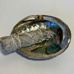 Abalone Shell