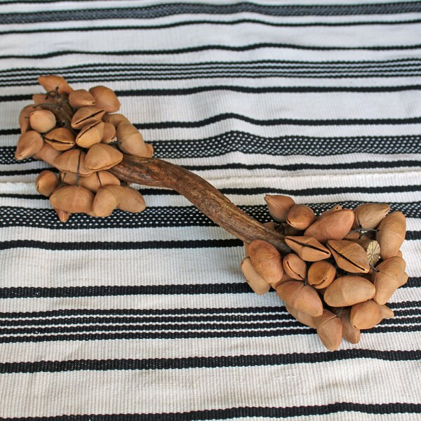 Sea Pod Rattle Seed Pod Rattle - Etsy