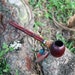 Ceremonial Pipe ( Calumet ) Made of Palo Sangre and Chonta Wood | Ornament Snake | 25 cm 