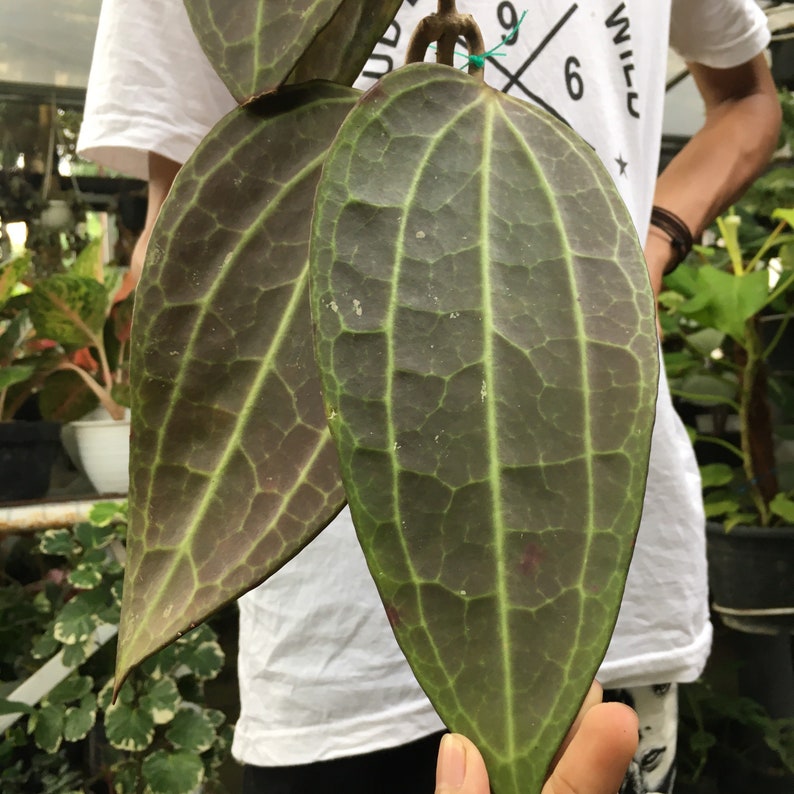 Hoya Latifolia Sp Borneo 2-3 Blatt Dschungel Tropische Pflanze | Etsy
