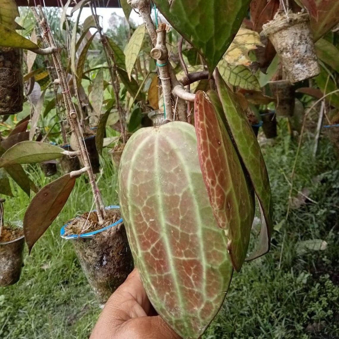 Hoya Latifolia sp Borneo 23 leaf Jungle Tropical plant Etsy