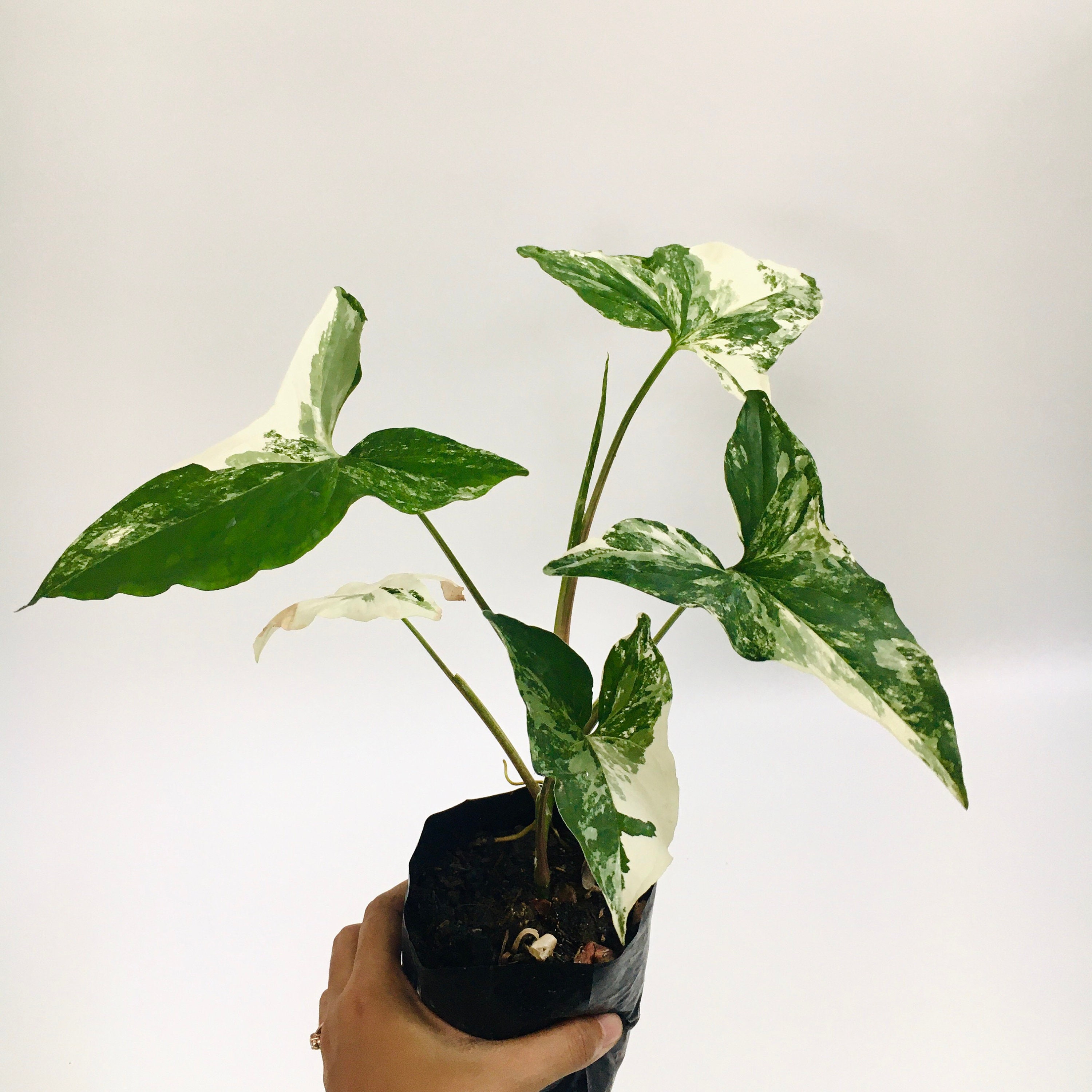 Syngonium Albo Variegated 3-4 leaf FREE Phyto | Etsy