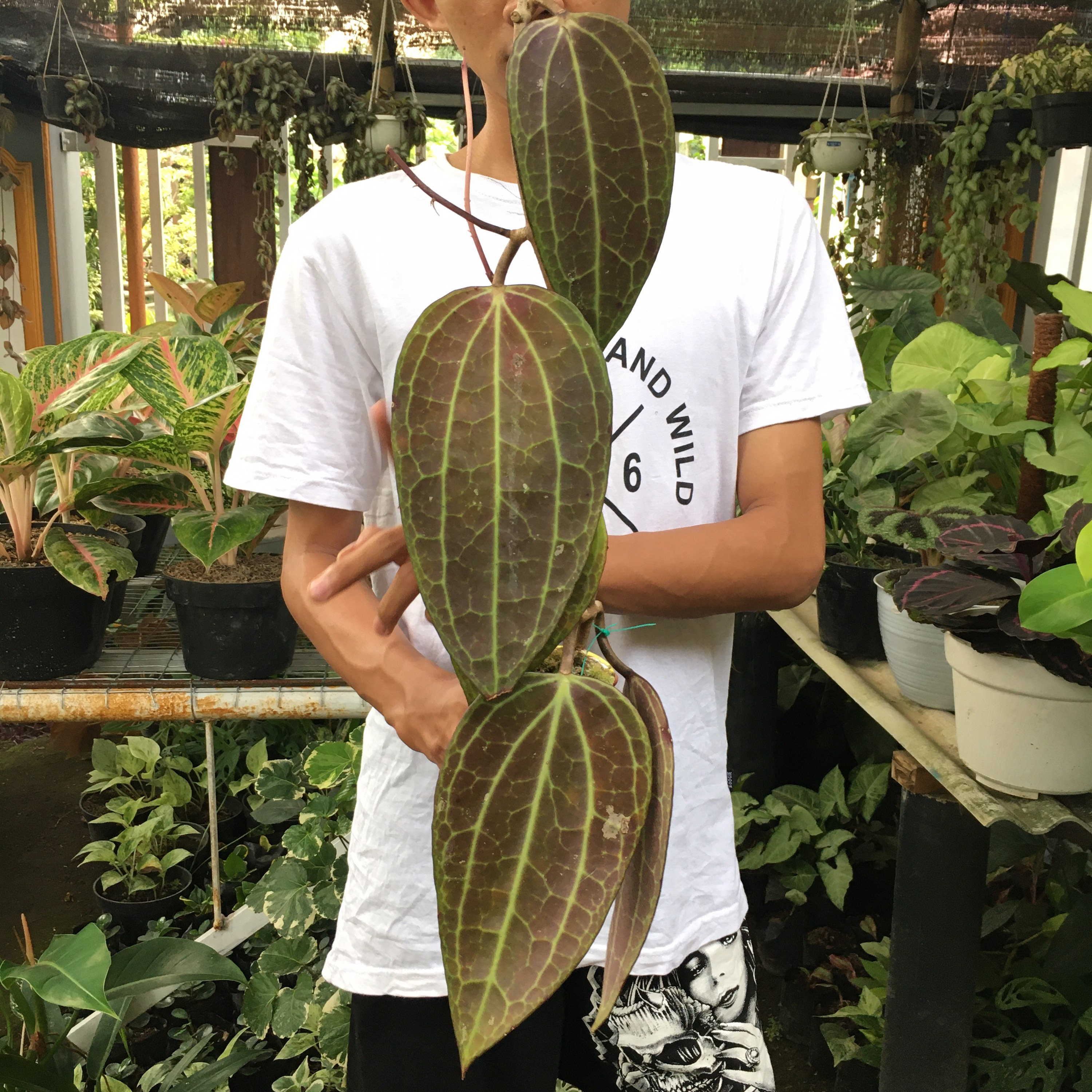 Hoya Latifolia sp Borneo 23 leaf Jungle Tropical plant Etsy