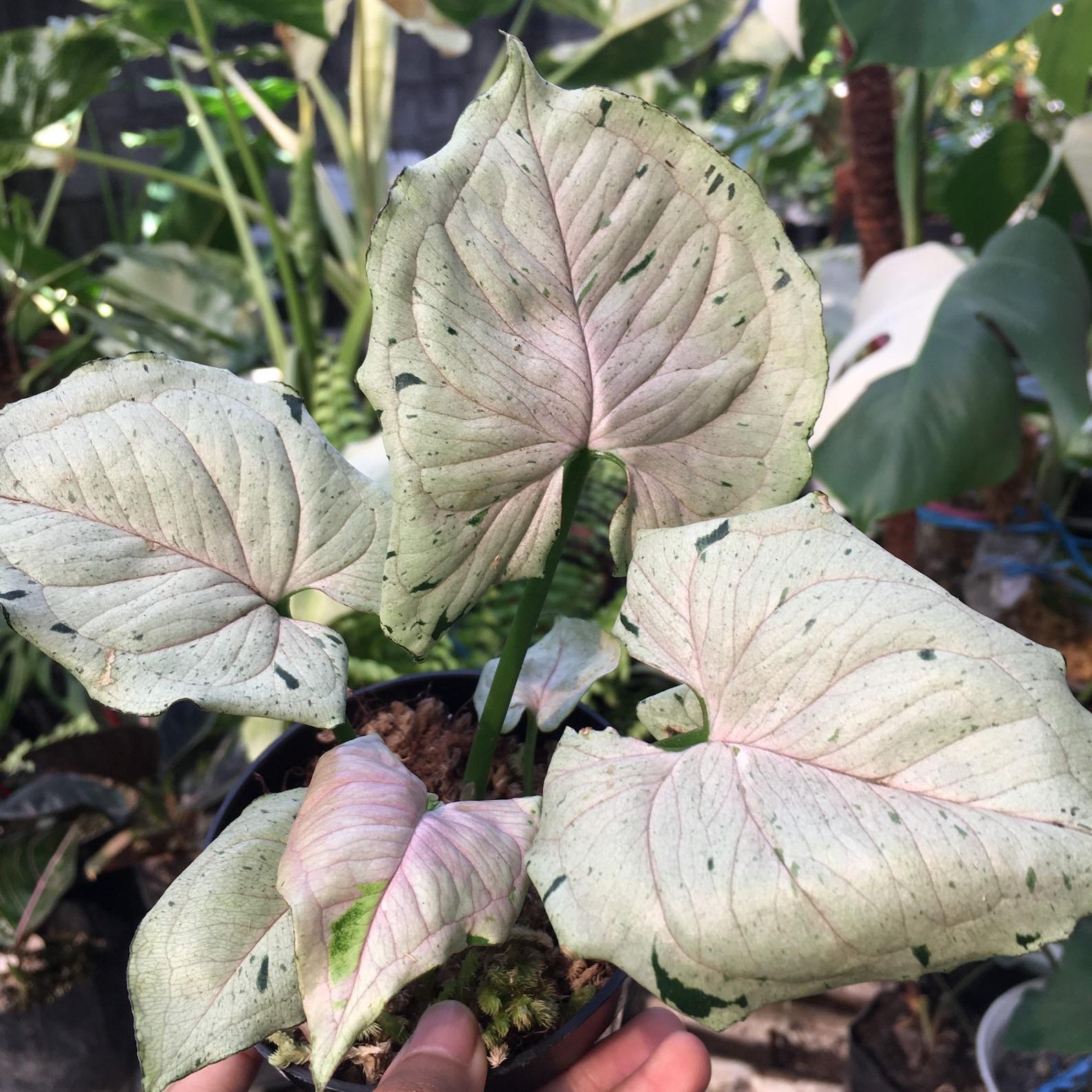 5x Syngonium Green Splash WHOLESALE Rare plant Free Etsy