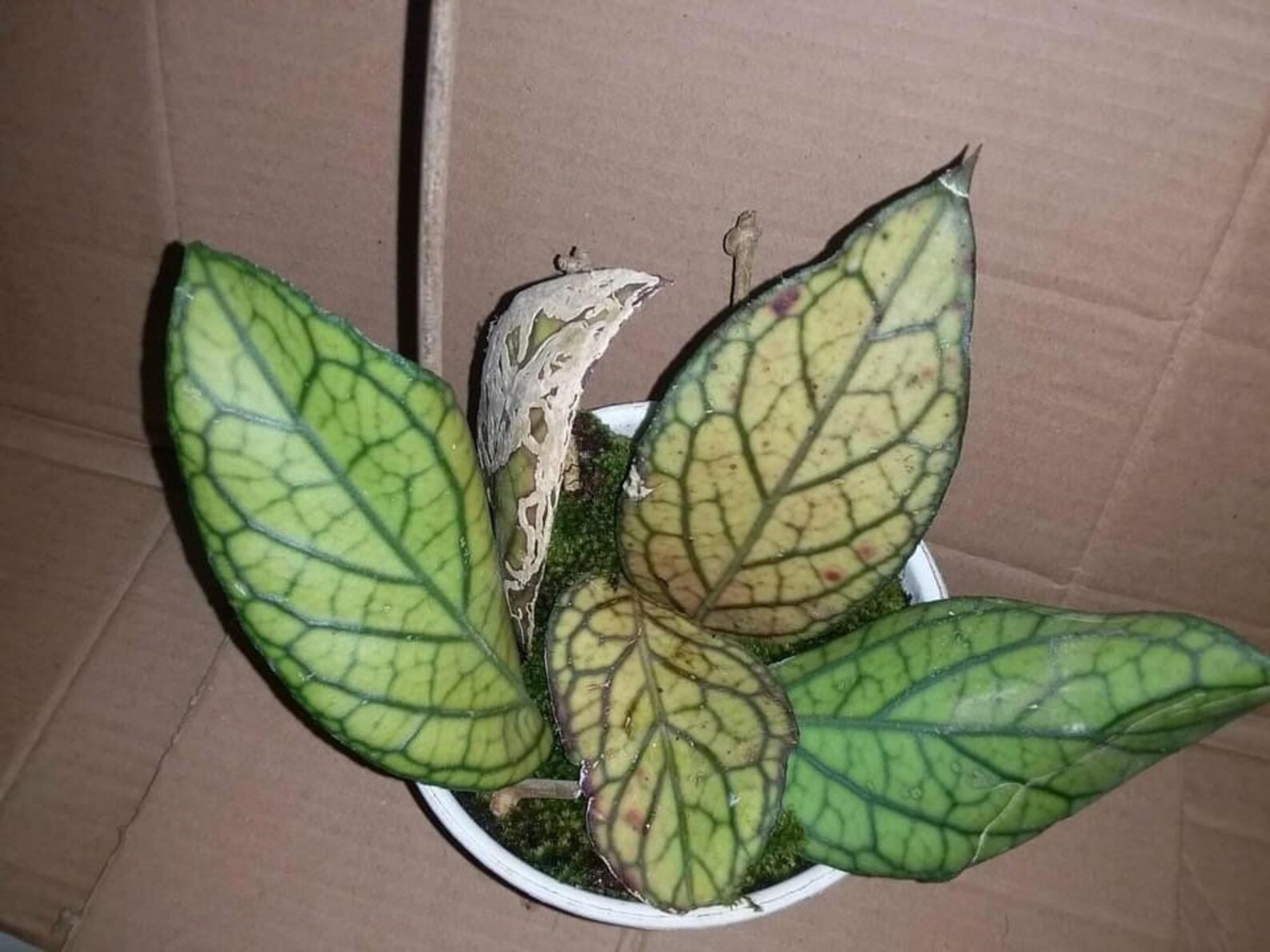 Hoya sp tenggamus Big 23 Leaf Rare plant WHOLESALE Etsy