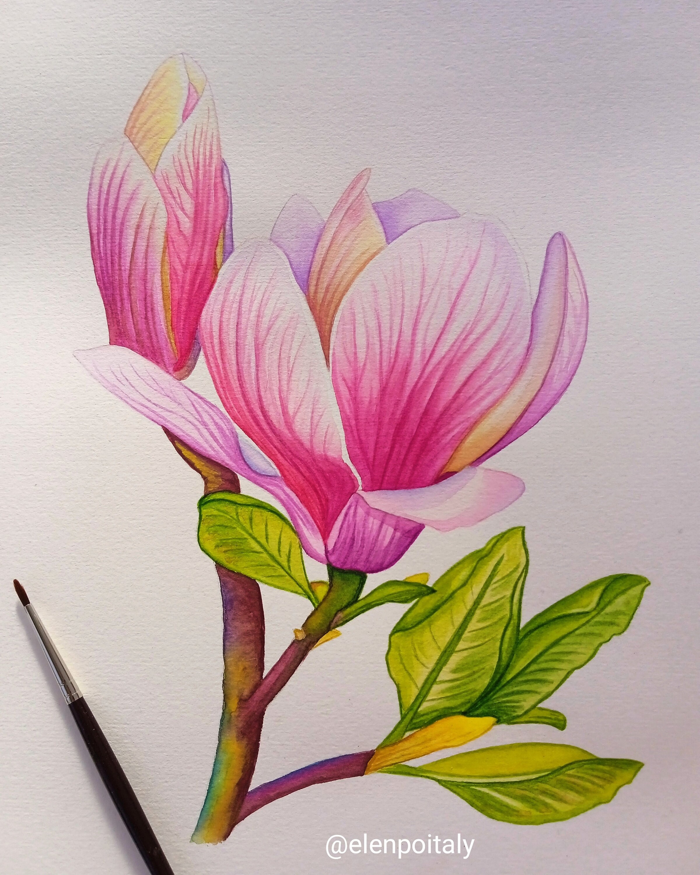 How to Draw a Magnolia Flower - A Step-by-Step Tutorial