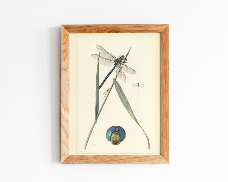 DRAGONFLY PIGMY DEMSELFLY Vintage Lithograph Digital Download