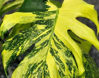 Monstera Thai Constellation Creme Brulee Variegated Plantación de interior y exterior rara Colección de esquejes de nodo enraizados de una hoja Fitosanitario gratuito