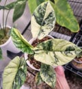 10+ Alocasia Sinuata ALBO Variegata Planting Corms Rare Indoor Outdoor Gardening product logo