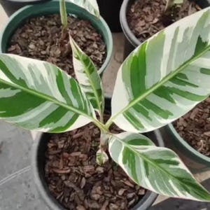 ハワイフロリダバナナ斑入りアエアエムサバナナ珍しい根茎植え