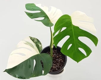 Esqueje de nodo enraizado de una hoja abigarrada de Monstera Borsigiana Albo