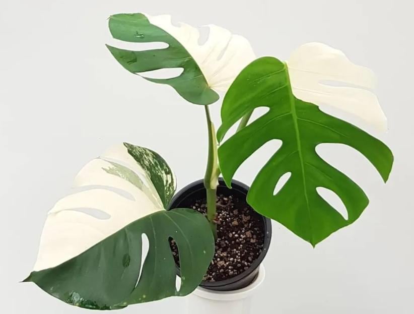 Monstera Borsigiana Albo Variegated  One Leaf Rooted Node Cutting
