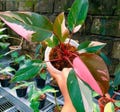 20+ Philodendron Pink Princess Rare High Variegation Cutting rooted nodes and Plant product logo