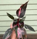 20+ Philodendron Pink Princess Rare High Variegation Cutting rooted nodes and Plant product logo