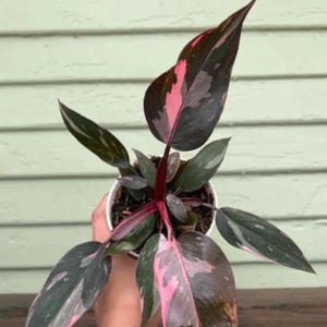 Plus de 20 Philodendron Pink Princess Rare, grande panachure, bouturage des nœuds enracinés et de la plante