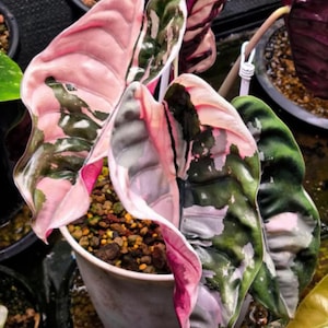 Alocasia Cuprea Red Secret Pink & Albo Variegated Corm