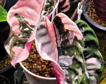 Alocasia Cuprea Red Secret Pink y Albo Variegated Corm