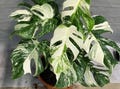 Monstera Borsigiana Albo Variegated  One Leaf Rooted Node Cutting 20+ Leaves product logo