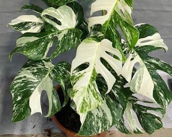 Esqueje de nodo enraizado de una hoja abigarrada de Monstera Borsigiana Albo con más de 20 hojas