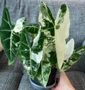 20+ Alocasia Frydek ALBO Variegated, Planting Corms Rare Indoor Outdoor Gardening product logo