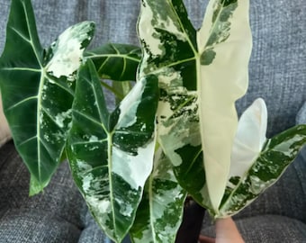Más de 20 Alocasia Frydek ALBO Variegated, Plantación de bulbos raros Jardinería interior y exterior